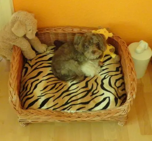 Image from Bonny vom Tierhäuschen
