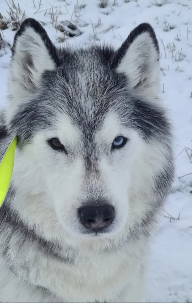 Andachtsbild von Jörg und Sabine mit Yukon tief im ❤️