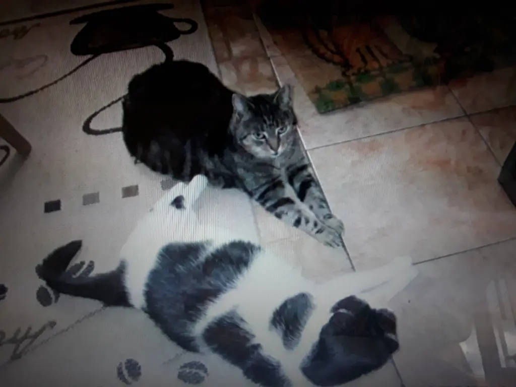 Andachtsbild von Eike und Edeltraud mit Mulle und Miezi tief im Herzen