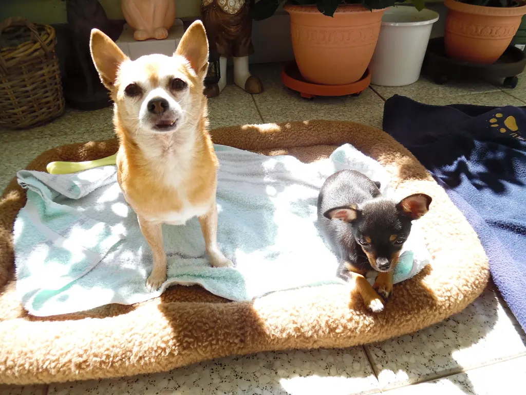 Andachtsbild von von Frauchen