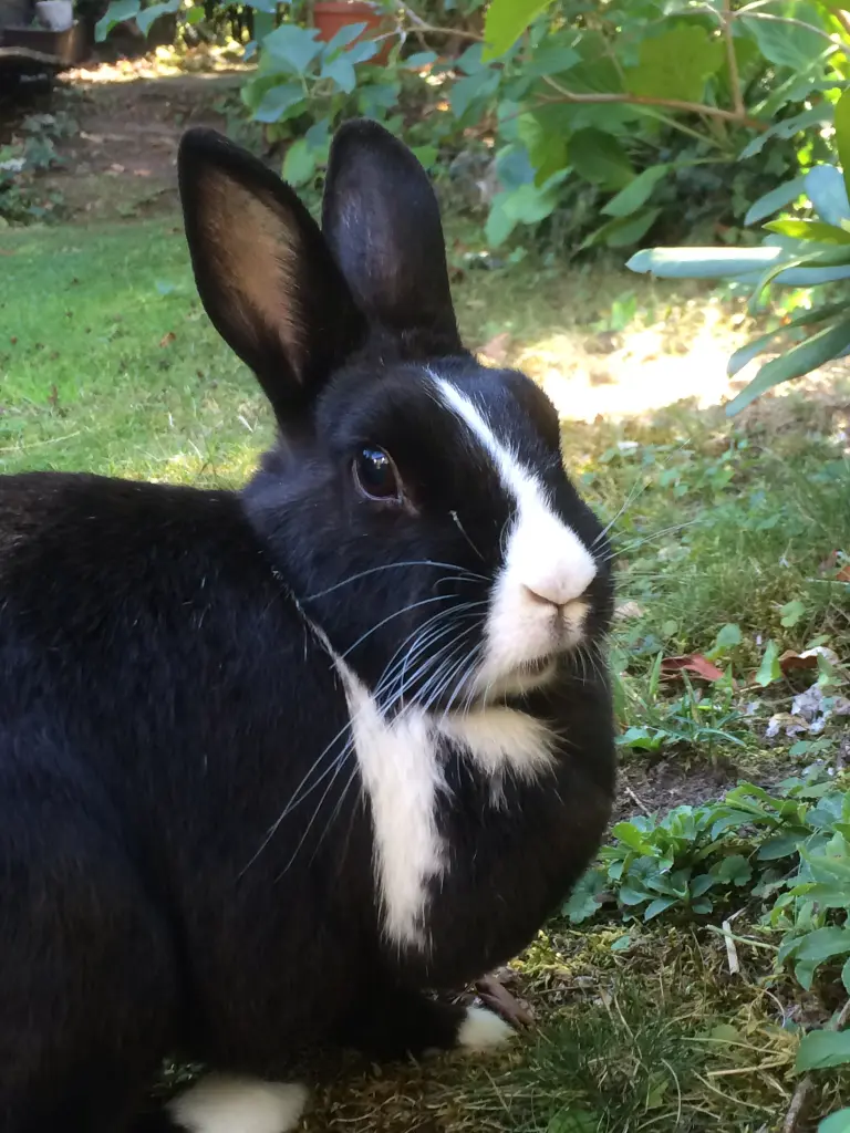 Andachtsbild von 100 Rosen für Jimmy