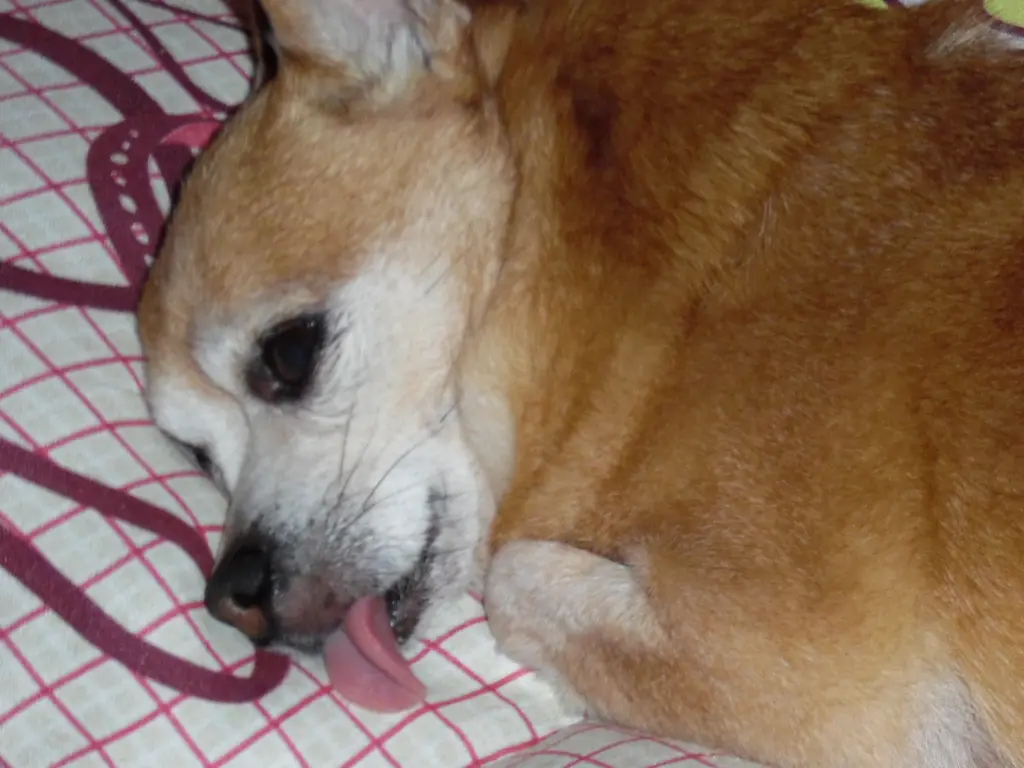 Andachtsbild von Irene