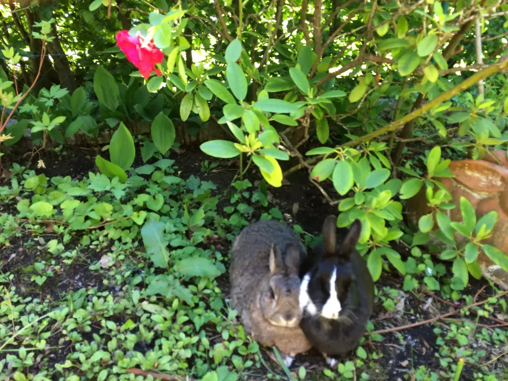 Andachtsbild von Eine Rose für Jimmy