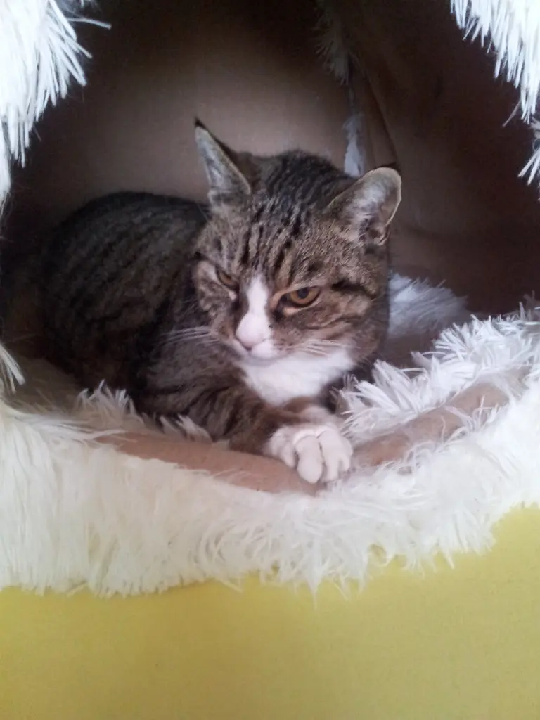 Andachtsbild von Eva