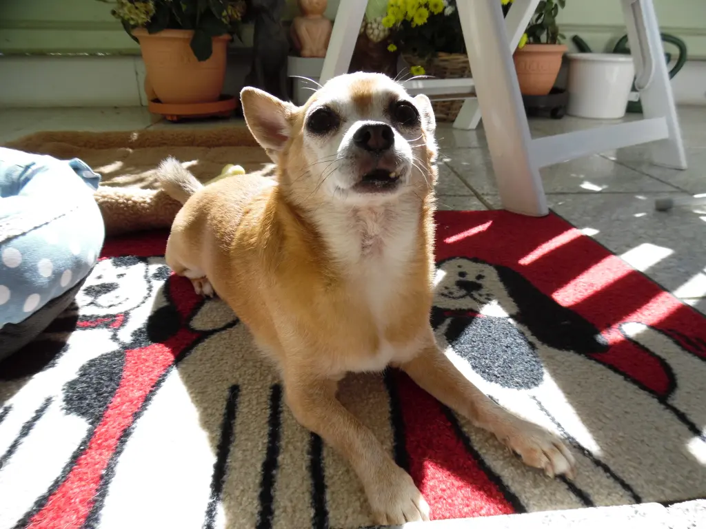 Andachtsbild von Deinem Frauchen Irene