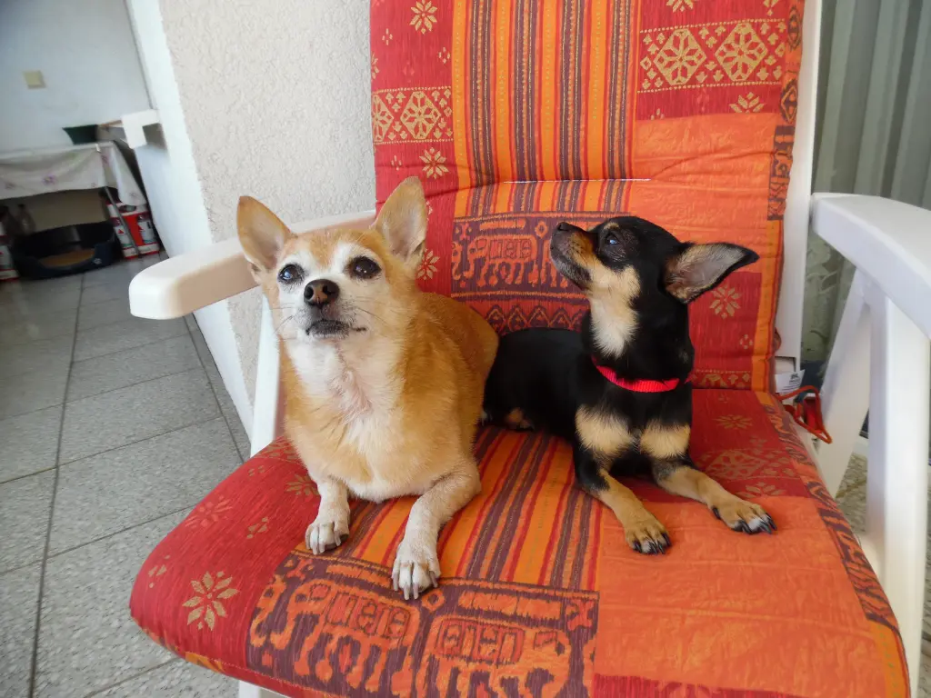 Andachtsbild von Frauchen Irene