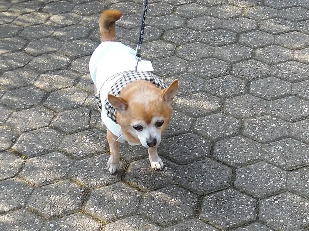 Andachtsbild von Deiner Irene