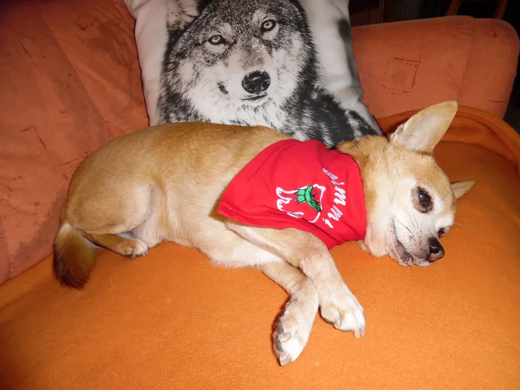 Andachtsbild von Frauchen Irene und Deine Jule