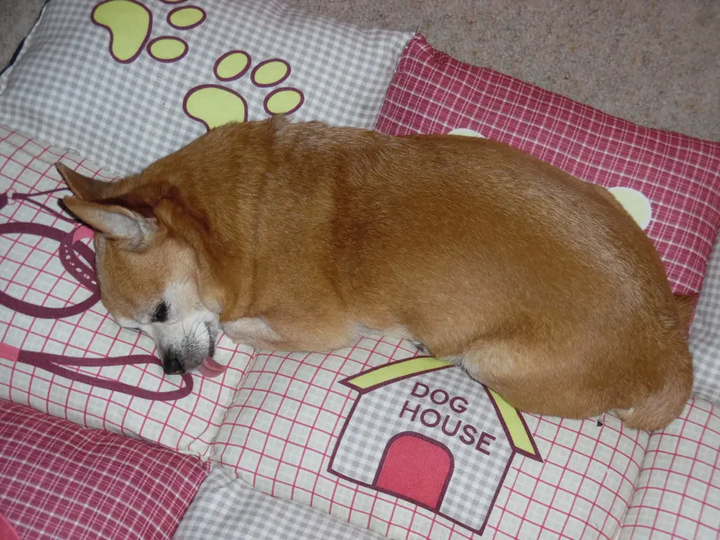 Andachtsbild von Frauchen Irene & Jule