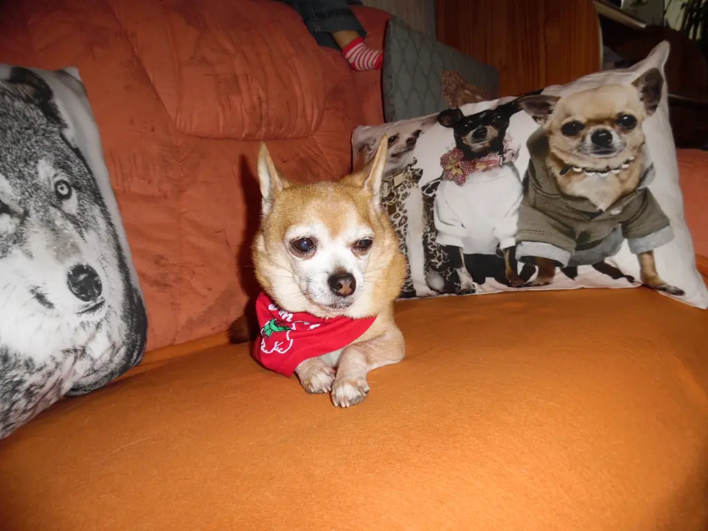Andachtsbild von Frauchen Irene