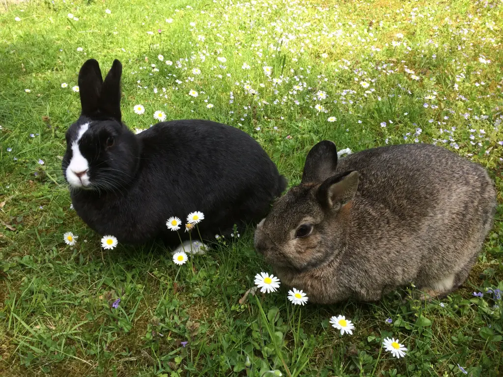 Andachtsbild von Sonntagsrosen