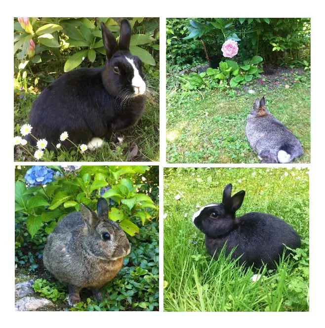 Andachtsbild von Rosen für Jimmy