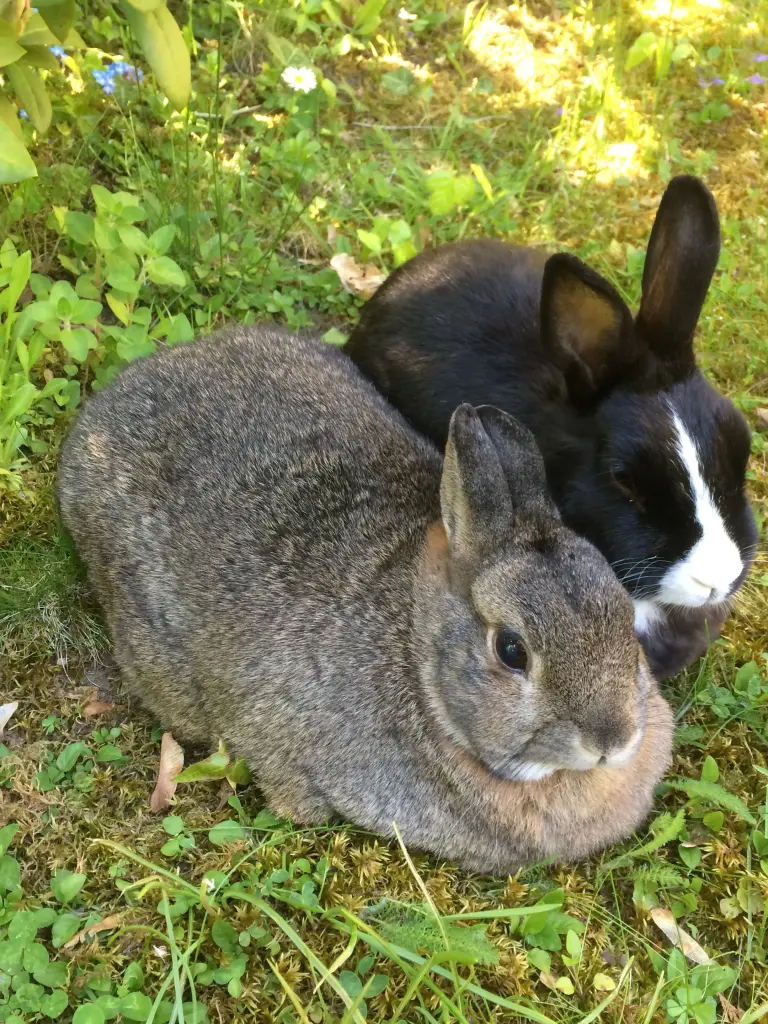 Andachtsbild von Eine Sonntagsrose für Jimmy