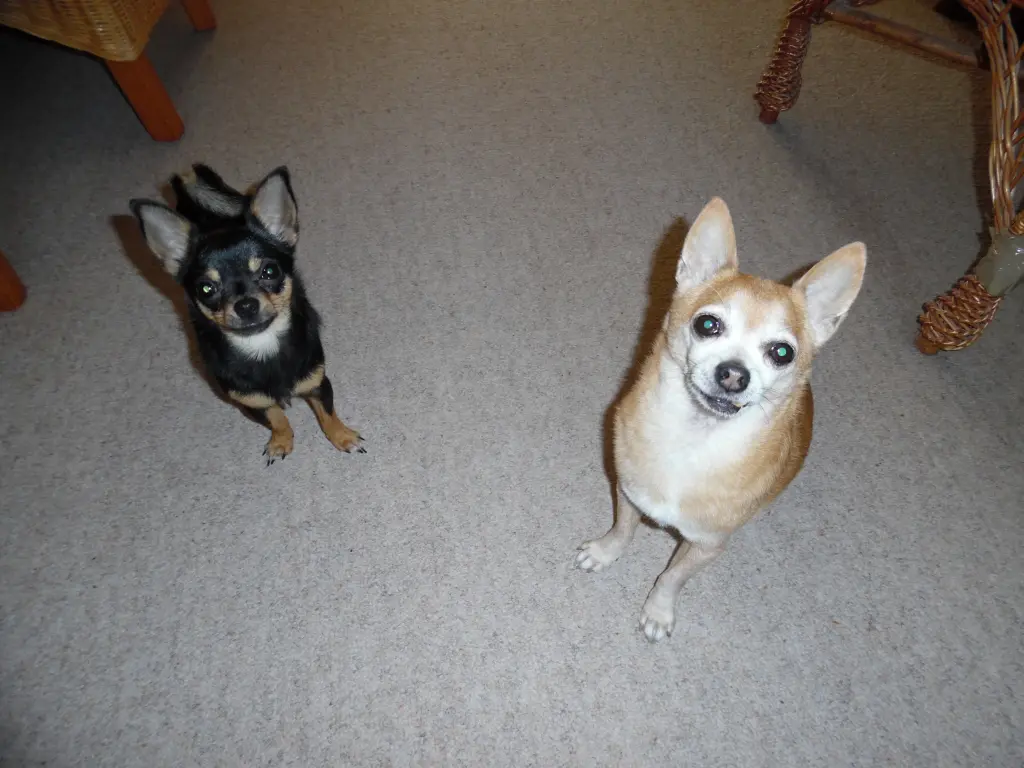 Andachtsbild von 14 Rosen zum Geburtstag von Irene & Jule