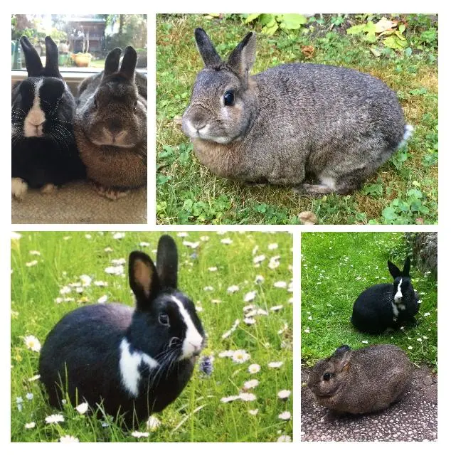 Andachtsbild von Eine Sonntagsrose für Jimmy