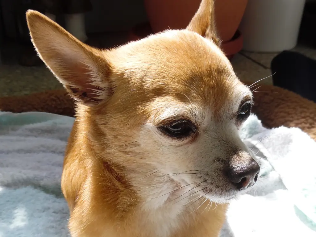 Andachtsbild von Irene