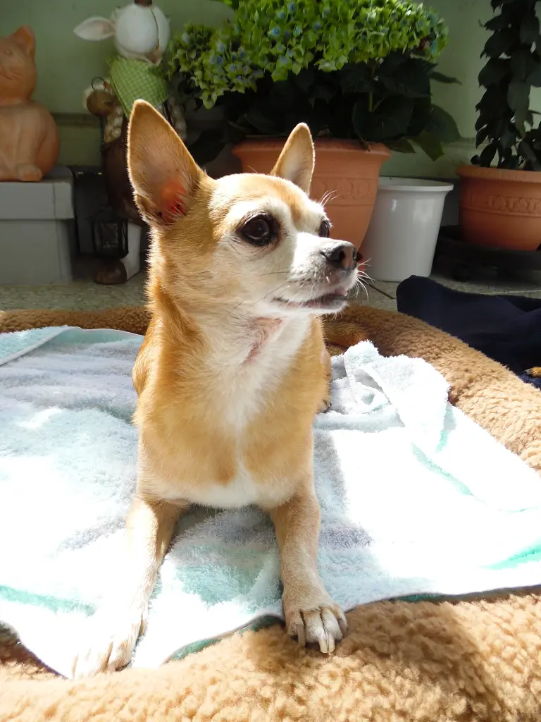 Andachtsbild von IRENE & JULE