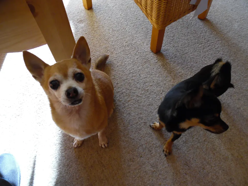 Andachtsbild von 50 Wochen ohne dich mein lieber Jimmy.......