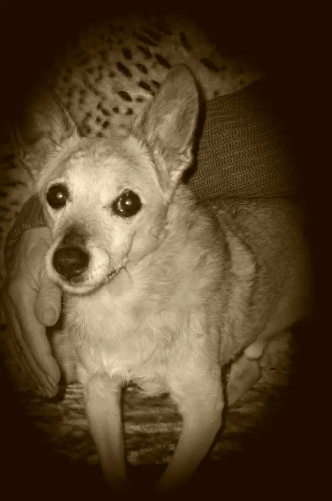 Andachtsbild von Eine Rose für dich lieber Jimmy ❤