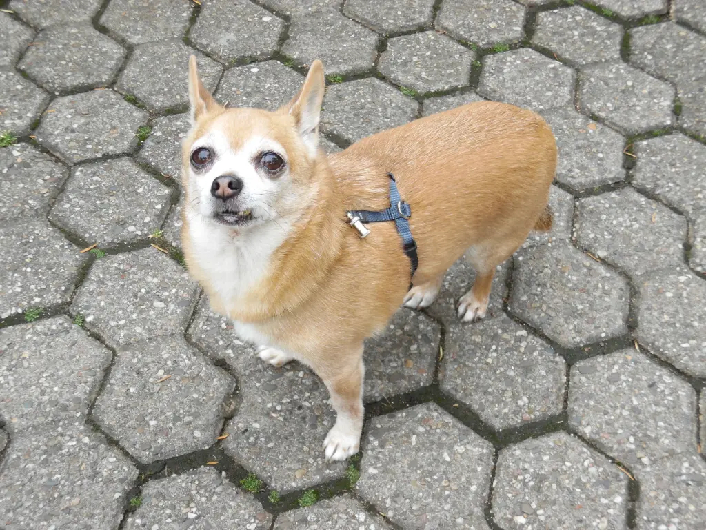 Andachtsbild von Frauchen Irene für meinen Herz-König JIMMY