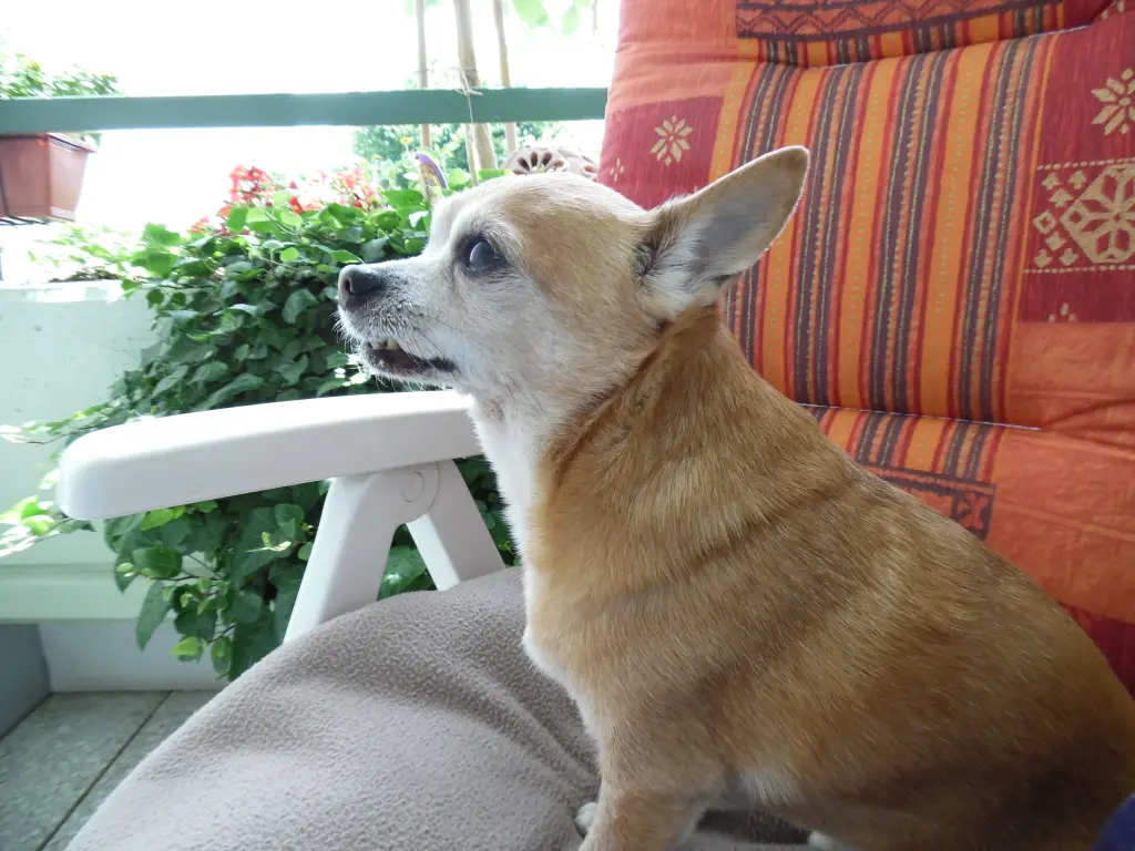 Andachtsbild von Frauchen Irene & Jule