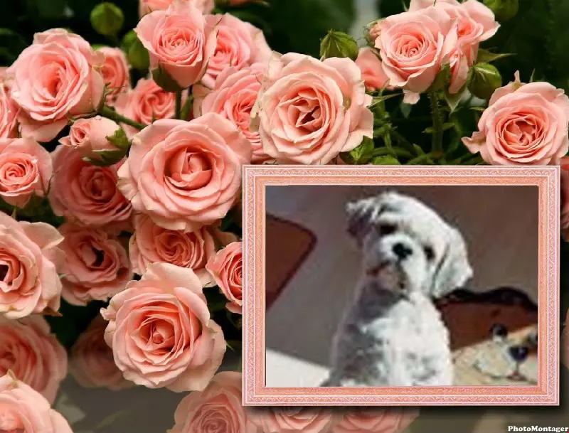 Andachtsbild von Marika mit Balou und Hippo im Herzen