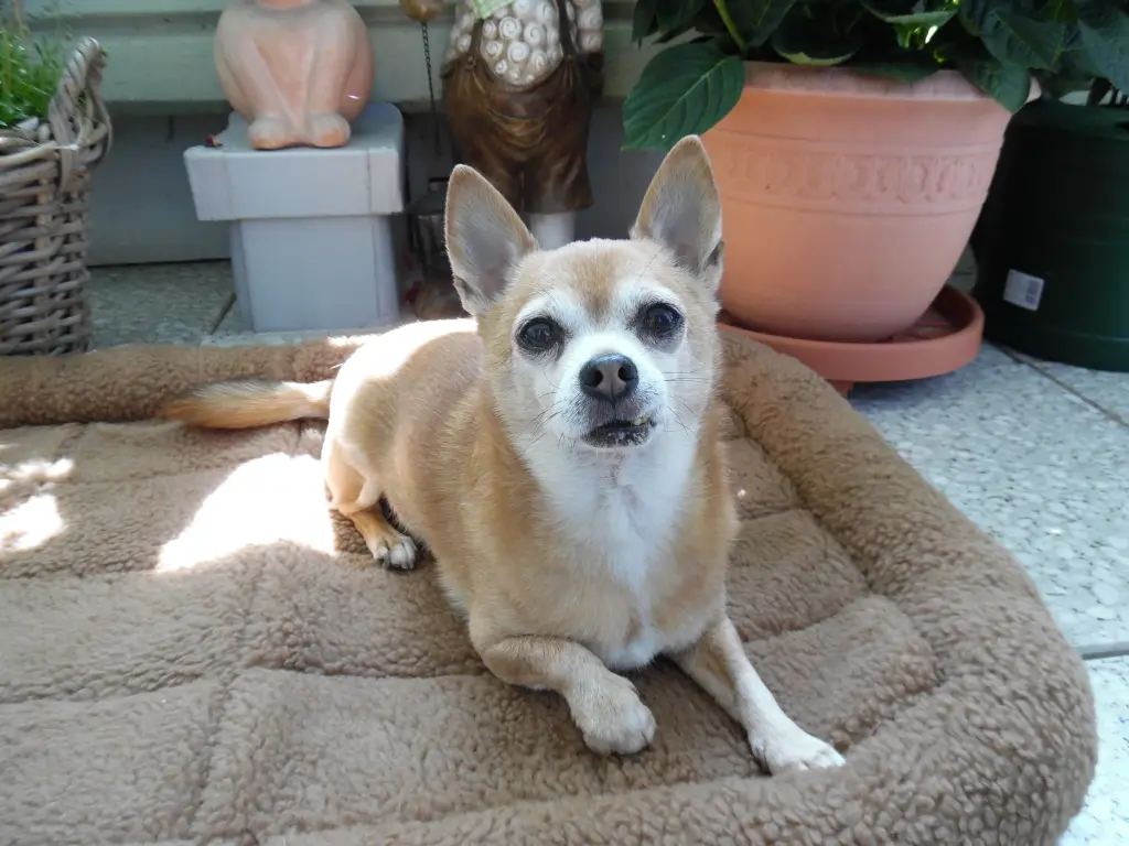 Andachtsbild von 60 Wochen ohne meinen *JIMMY*