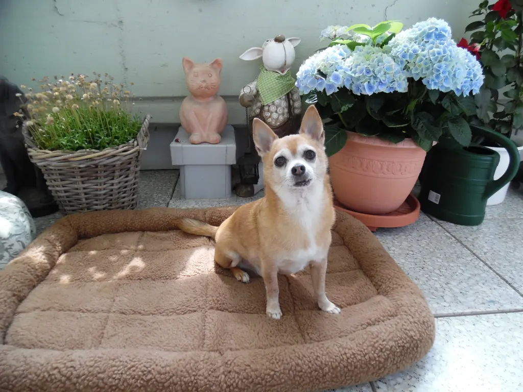 Andachtsbild von Irene