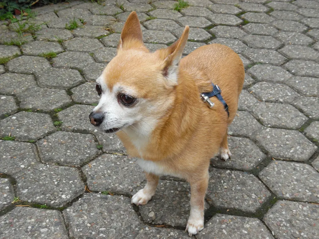 Andachtsbild von Irene und Jule