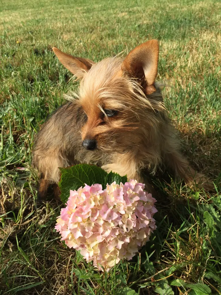 Andachtsbild von Heike mit Bommel 