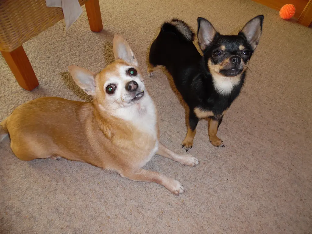 Andachtsbild von Ich vermisse Dich mein Männlein!!!!