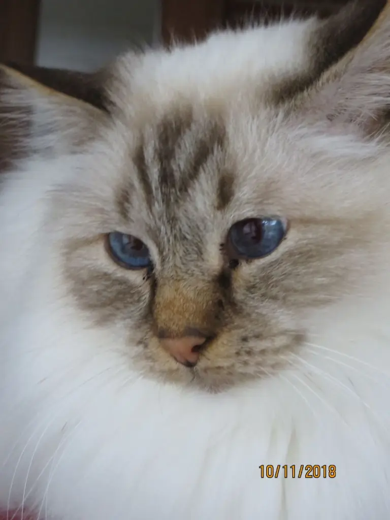 Andachtsbild von Uschi mit Seelenfreunden Shiva, Jojo und Merlin