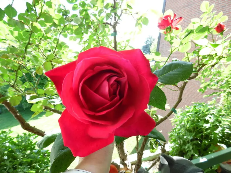 Andachtsbild von Irene und Jule