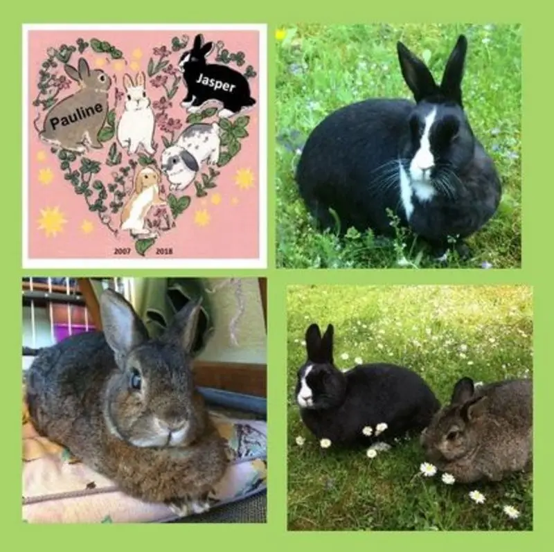 Andachtsbild von Sonntagsrosen für Jimmy