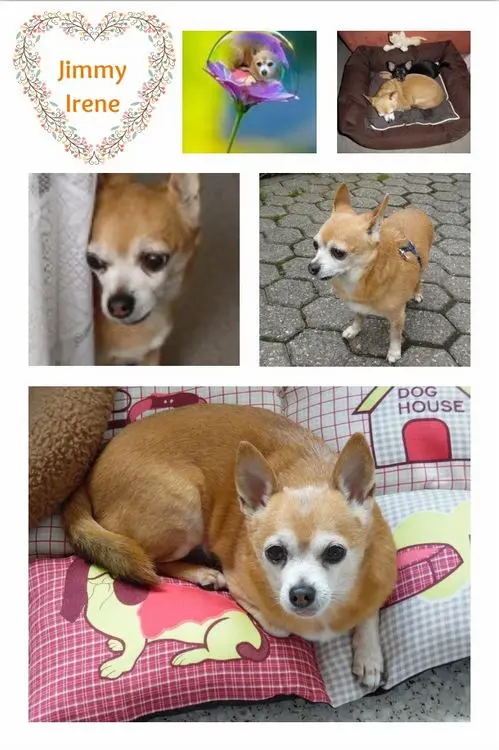 Andachtsbild von 16 Rosensträuße für Jimmy