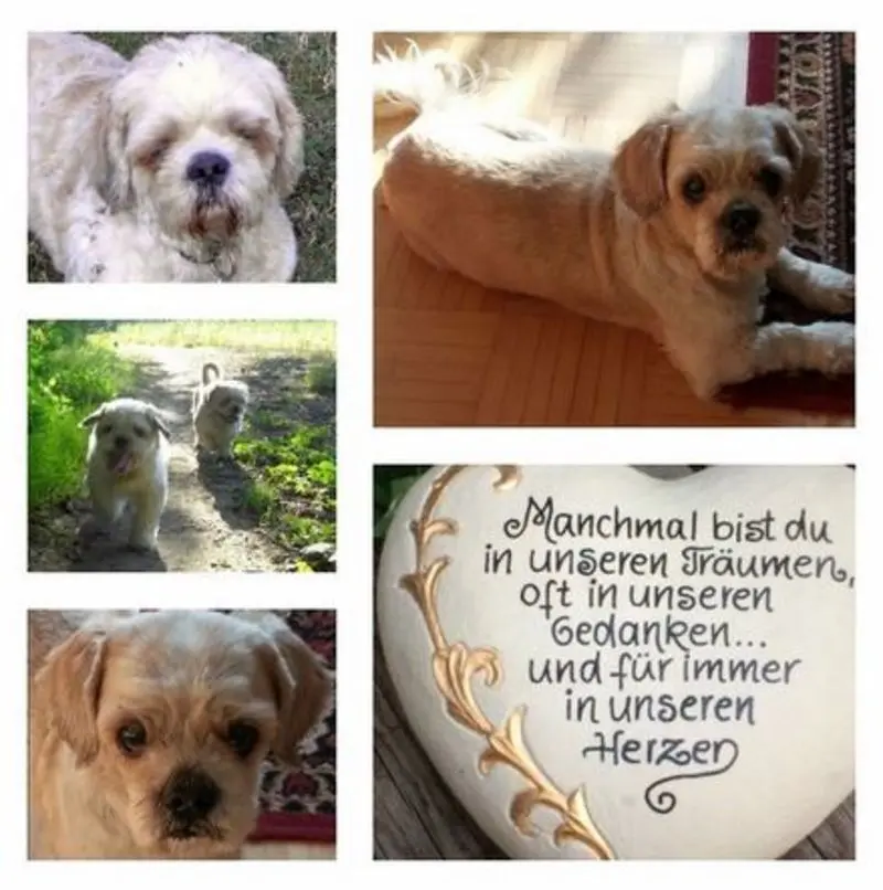 Andachtsbild von Marika mit Balou und Hippo im Herzen