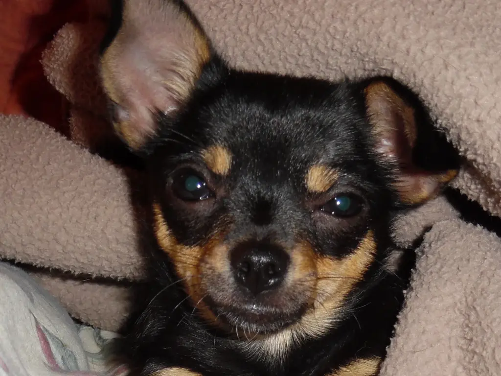 Andachtsbild von Eine Sonntagsrose von Jule