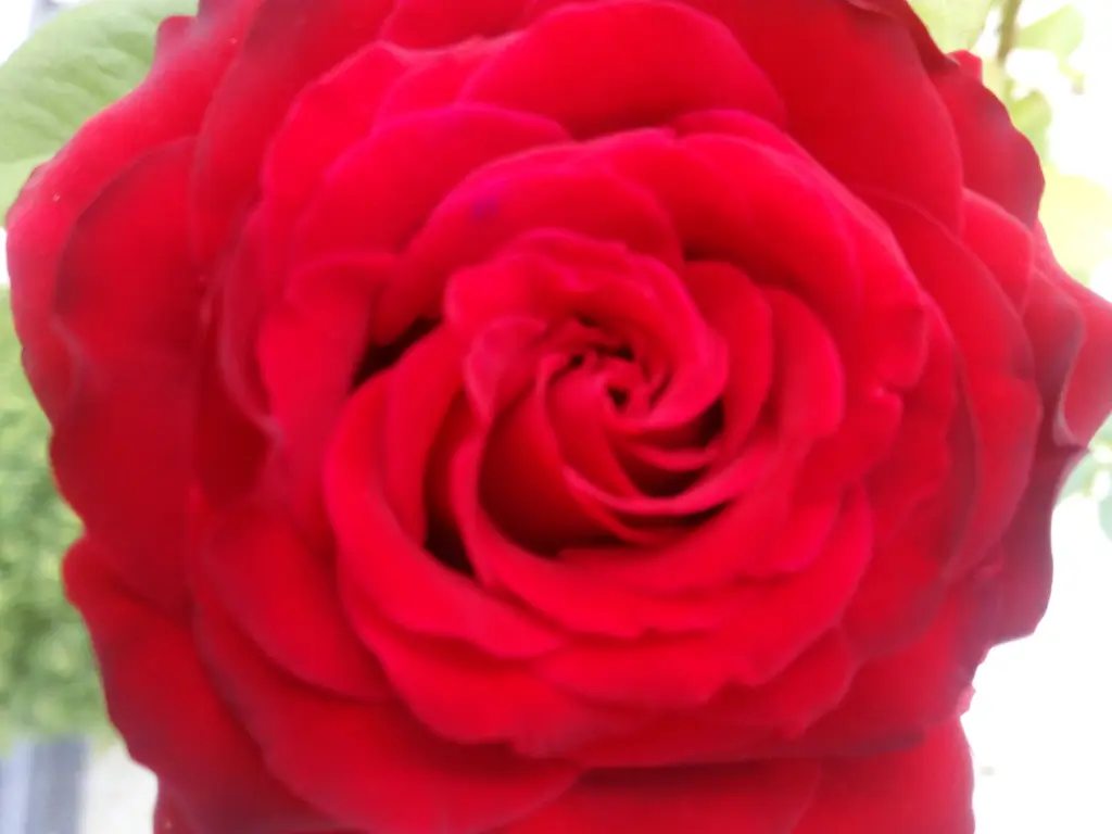 Andachtsbild von Post von Balou