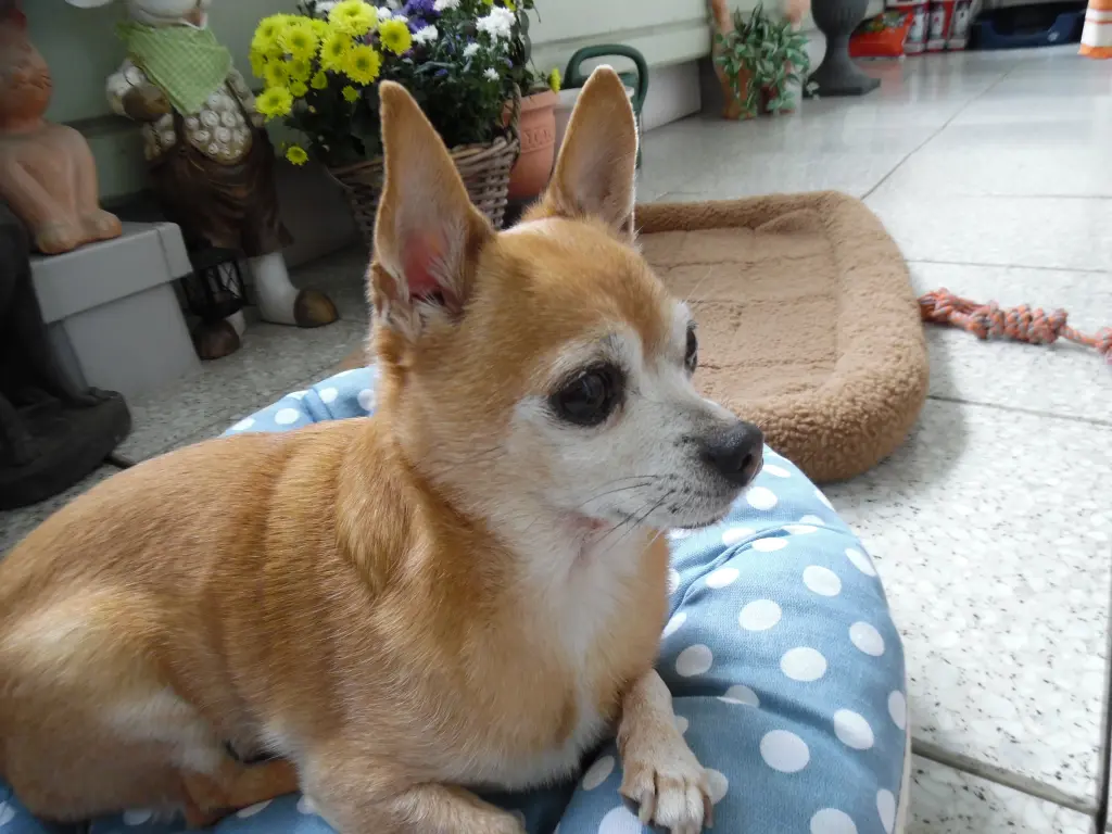 Andachtsbild von für meinen lieben *JIMMY*