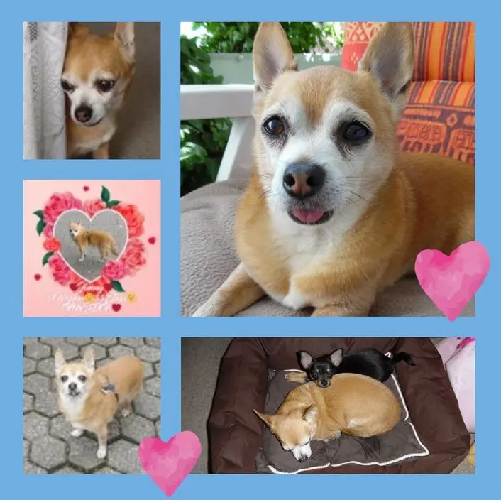 Andachtsbild von Eine Rose für Jimmy 