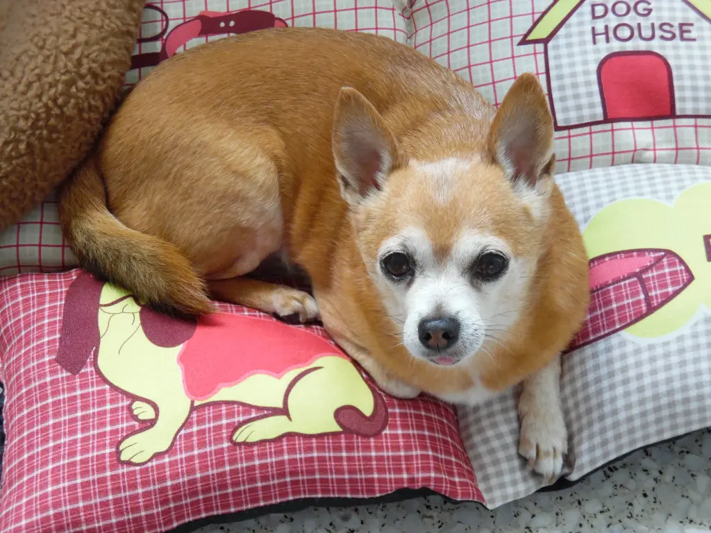 Andachtsbild von Eine Rose für meinen besten Freund und Herz-König  *JIMMY*