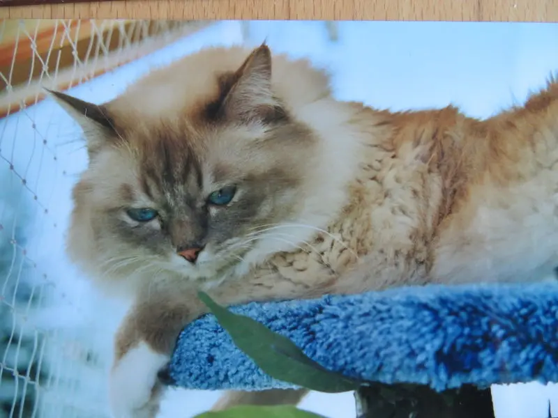 Andachtsbild von Merlin, Regenbogenland