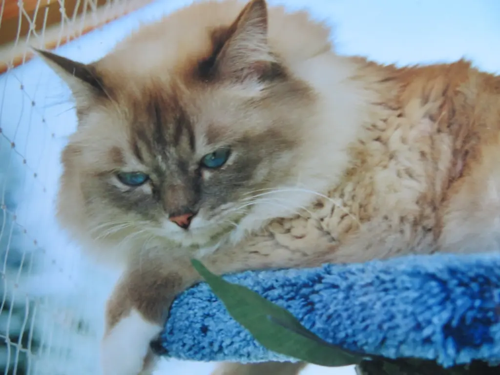 Andachtsbild von Merlin, Regenbogenland