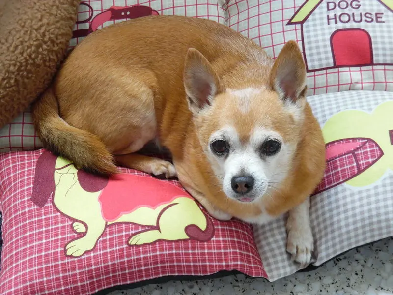 Andachtsbild von Irene und Jule für unseren lieben *JIMMY *