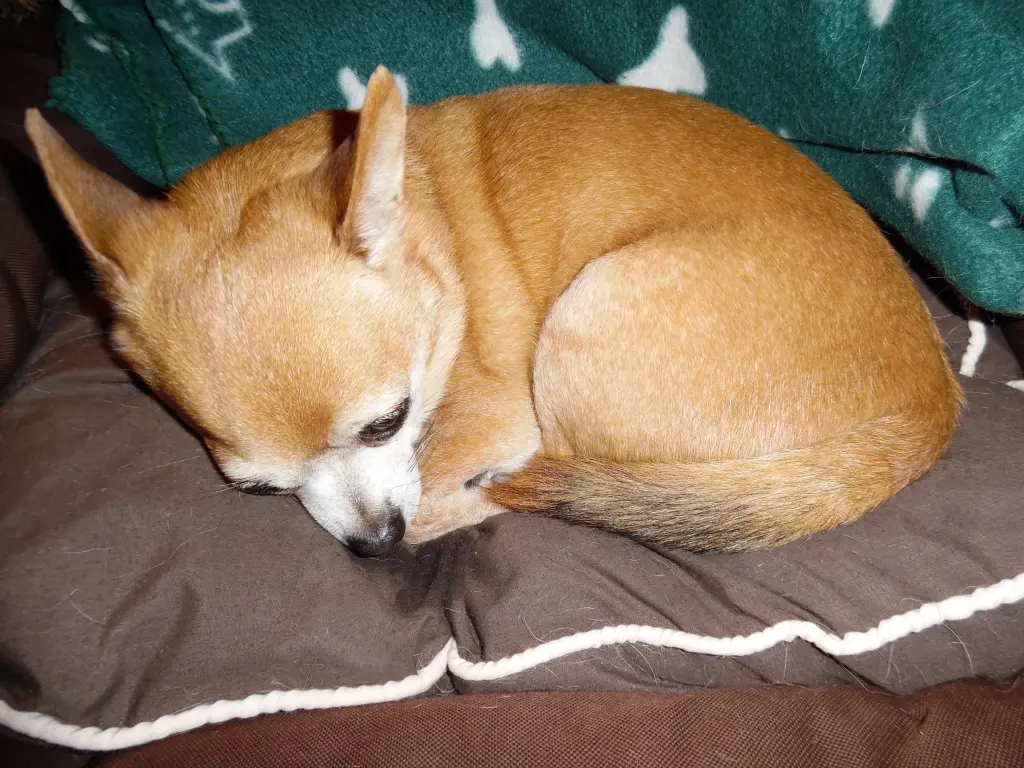 Andachtsbild von Irene und Jule für unseren lieben *JIMMY *