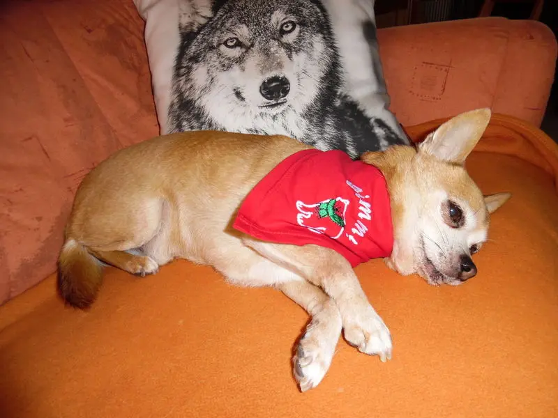 Andachtsbild von Irene und Jule für unseren lieben *JIMMY *