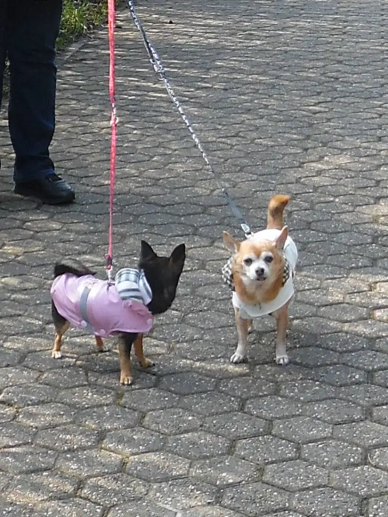 Andachtsbild von Deiner kleinen Jule .......