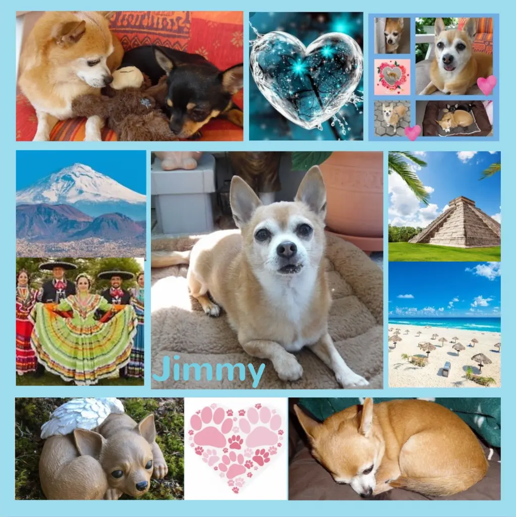 Andachtsbild von Geburtstagsrosen für Jimmy