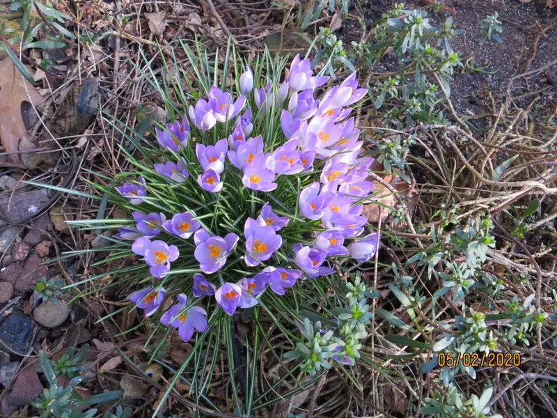 Andachtsbild von Uschi mit Seelenfreunden Shiva, Jojo und Merlin
