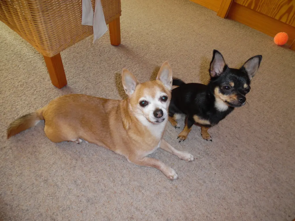 Andachtsbild von Dein Frauchen Irene und Jule